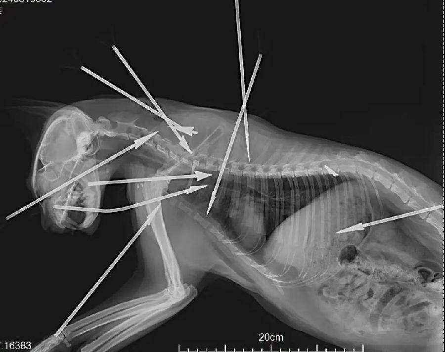 Roentgenbild der getigert-weissen Katze mit Pfeilverletzungen. Quelle: New Express, Bild von Befragten bereitgestellt.