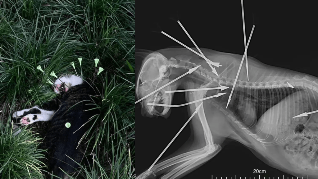 In oeffentlichen Berichten verwendete Collage mit Vor-Ort-Bild der betroffenen Katze und Roentgenaufnahme; enthaelt sensible Inhalte. Quelle: Sing Tao Headline.