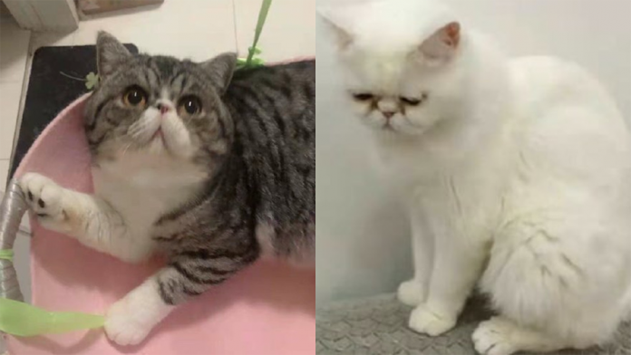 Berichtbild von Animal Friendly Net zum Fall der drei Katzen in Harbin