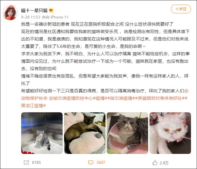 Screenshot des Hilferufs der Katzenhalterin auf Weibo