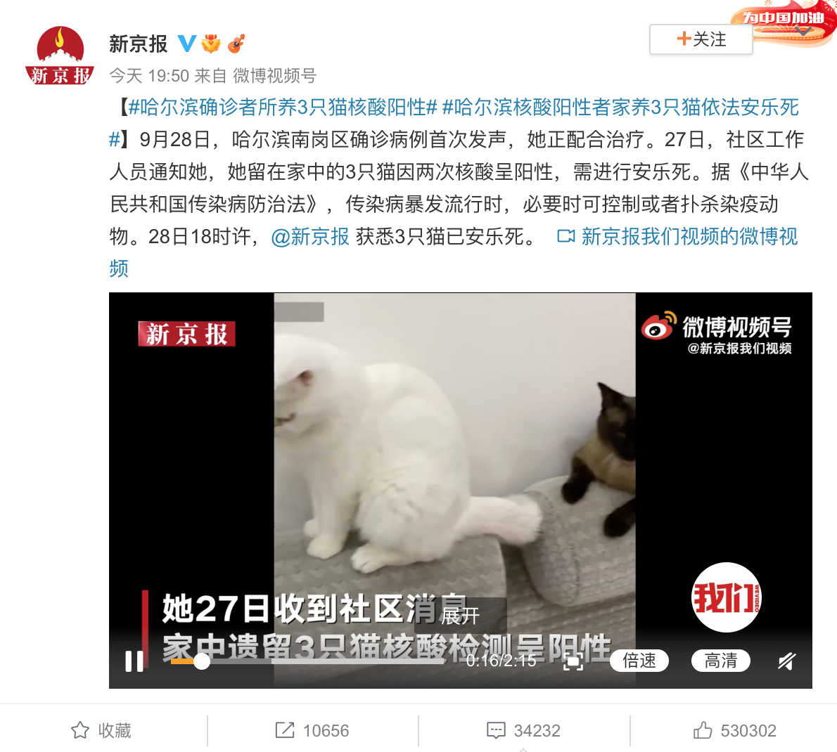 Von China Digital Times gesicherter Screenshot zum Fall der drei in Harbin euthanasierten Katzen