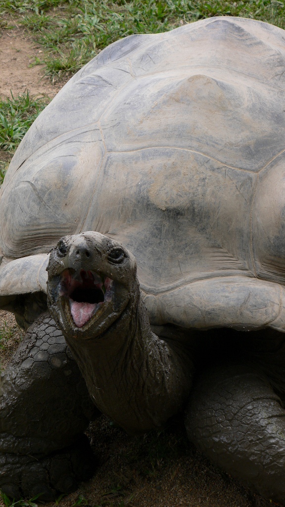 Oeffentliches Bild von Harriet im Australia Zoo. Bildquelle: Wikimedia Commons, lokal gespeichert.