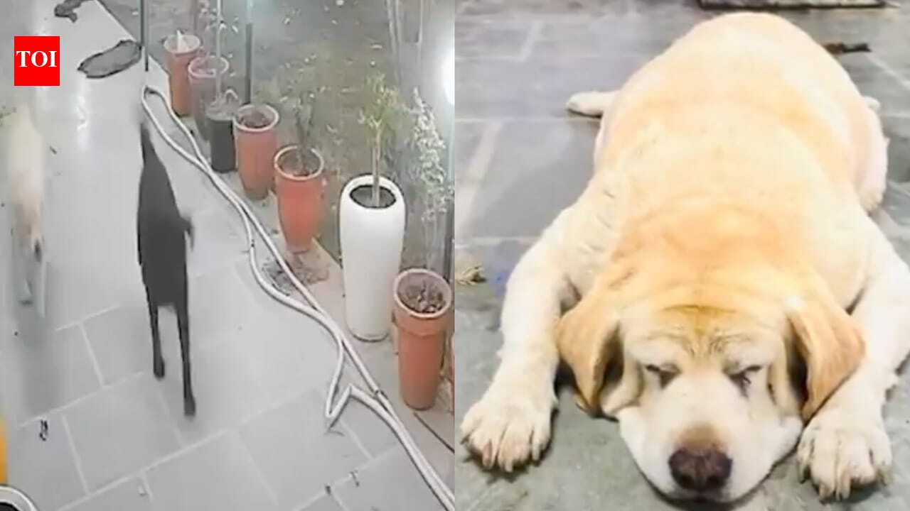 Jimmy, der Labrador aus Karnal, der seine Familie vor einer Kobra schuetzte