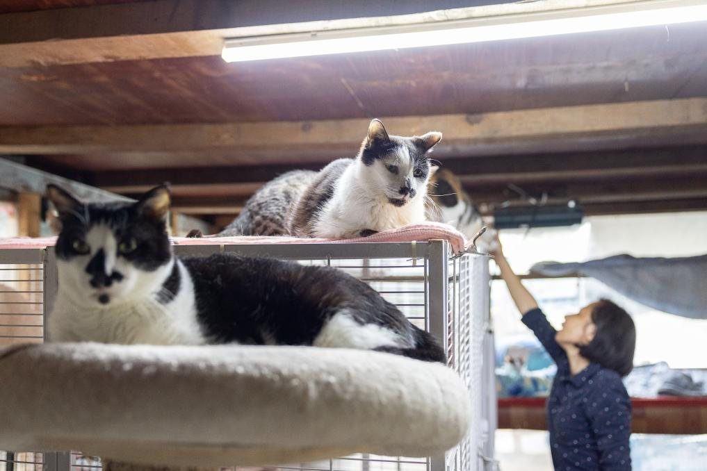 Katzen im Katzenhaus der Basis. Bildquelle: bebilderter Xinhua-Bericht.