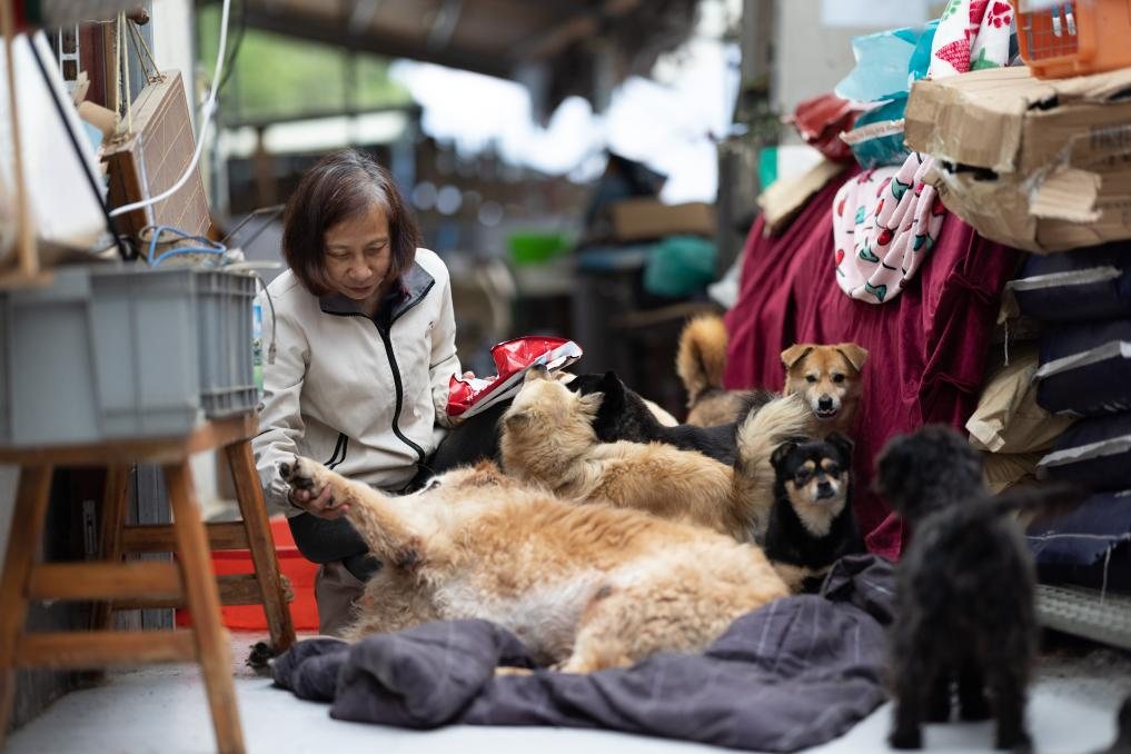 Ein in der Basis betreuter Hund. Bildquelle: bebilderter Xinhua-Bericht.