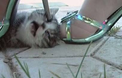 Public-source still related to the Heilongjiang high-heel cat abuse case