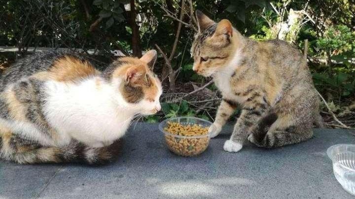 Streunerkatzen-Symbolbild auf einer zugehoerigen Red-Star-News-Seite. Das Bild dient zur Erlaeuterung des lokalen Hintergrunds der Streunerkatzenbetreuung und ist kein Foto eines betroffenen Einzeltiers.
