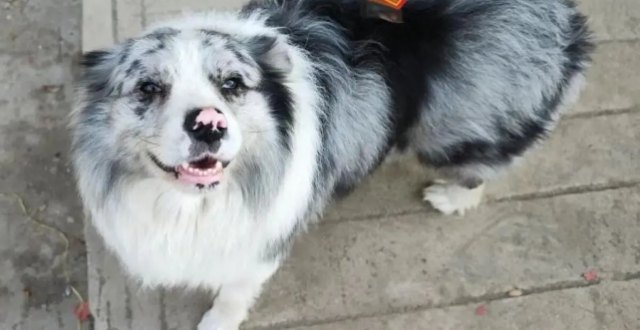 Dahe Daily public report photo of the Border Collie Chutou