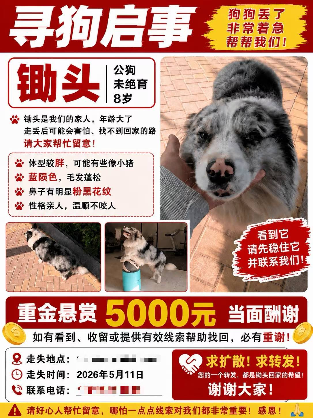 Missing-dog notice screenshot from public reporting