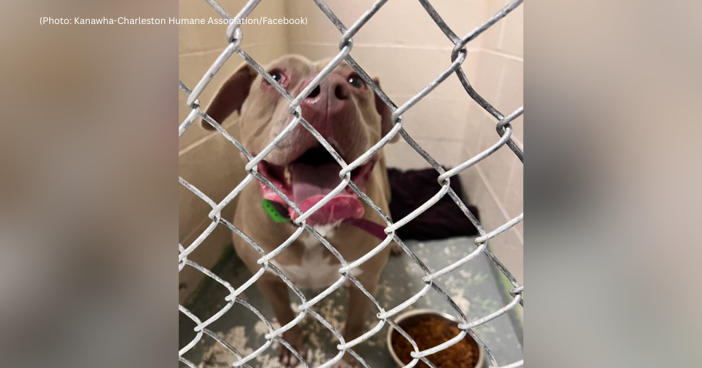 Tierheim-Bild von Hennessy, das CBS Pittsburgh verwendete; auf dem Bildschirm wird Kanawha-Charleston Humane Association / Facebook genannt. Quelle: CBS Pittsburgh.