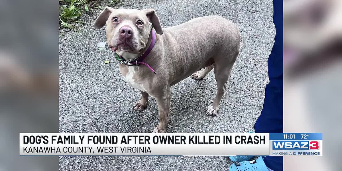 Hennessy im Bildbericht von WSAZ. Nach dem Unfall brachte die Polizei sie zur Kanawha-Charleston Humane Association, wo Mitarbeitende und die Gemeinschaft halfen, Familie zu finden. Quelle: WSAZ / Kanawha-Charleston Humane Association.