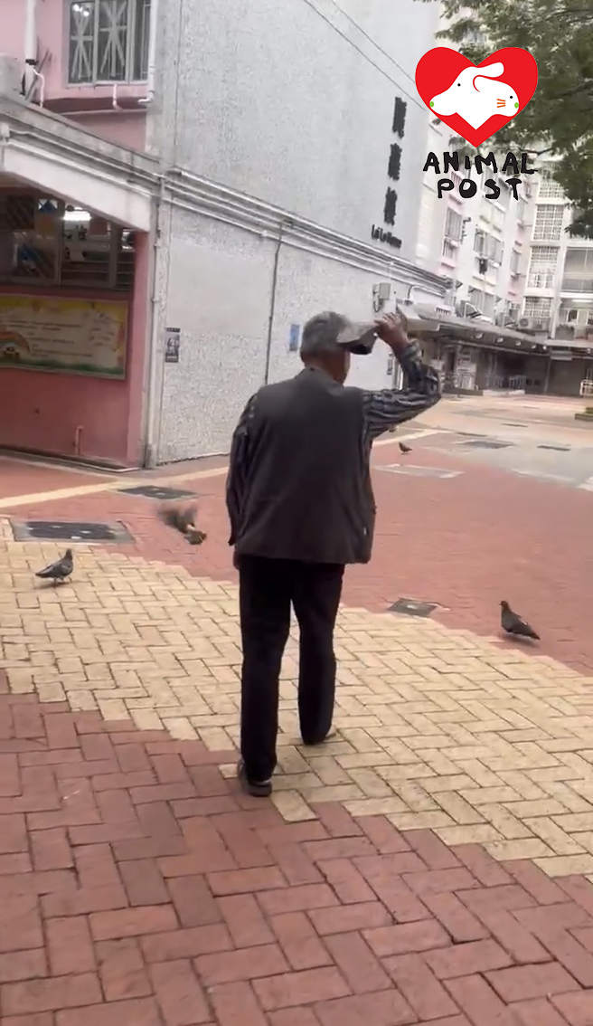 Videostandbild zu einem Hausschuhangriff auf Voegel im November 2025