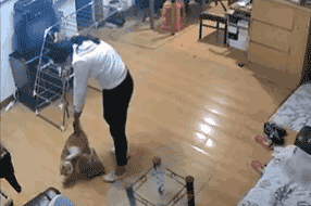 HKUST-Student Dong, Misshandlung der Katze eines Mitbewohners in Shenzhen