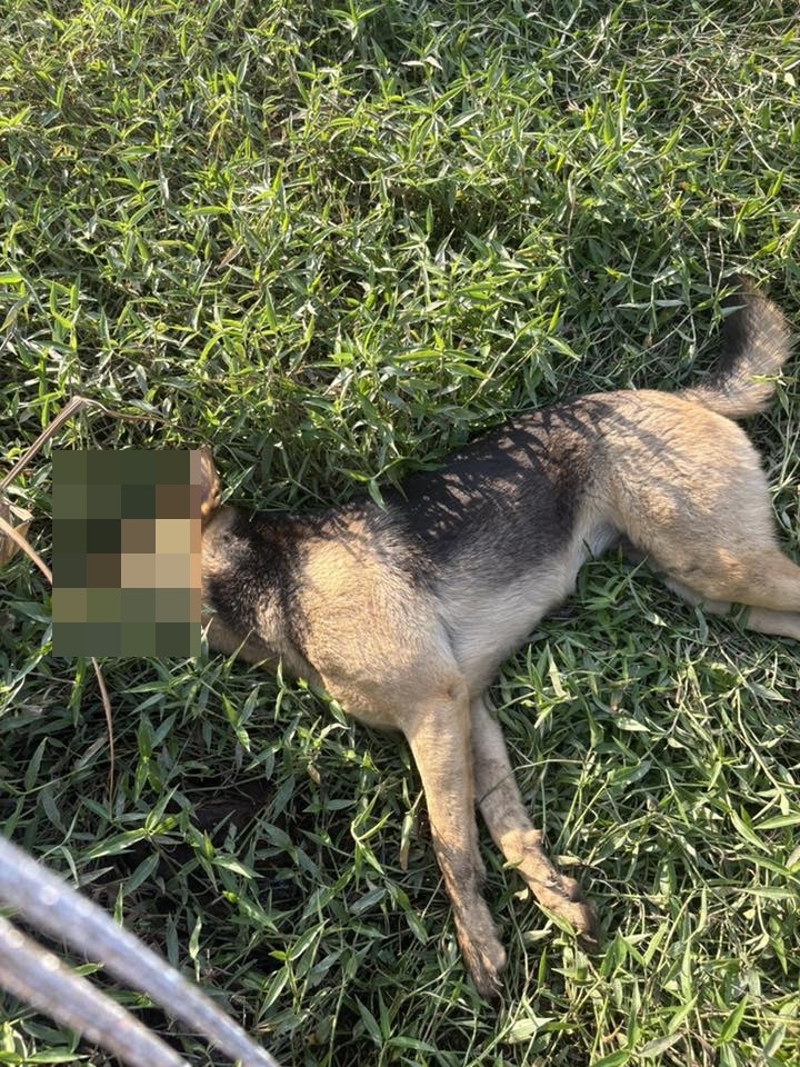Koerper eines Hundes im Gras