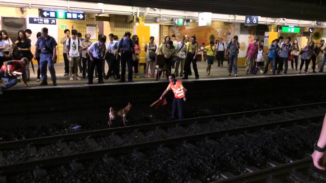 Lokal archiviertes Vorschaubild aus dem oeffentlichen Video C24DoFHuaUI, genutzt als visueller Hinweis zum MTR-Fall eines Hundetods auf Gleisen. Sensible Maskierung ist aktiviert, weil das Bild Gleisgefahr oder Todesort-Kontext enthalten kann.