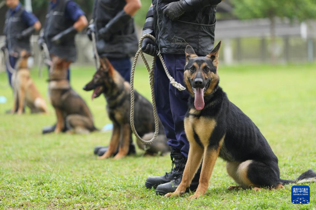 Beamte der Hongkonger Polizeihundestaffel beim Training. Xinhua, Foto von Lu Xiaowei. Dieses Bild zeigt die Trainingsumgebung der Arbeitshunde der Hongkonger Polizeihundestaffel.