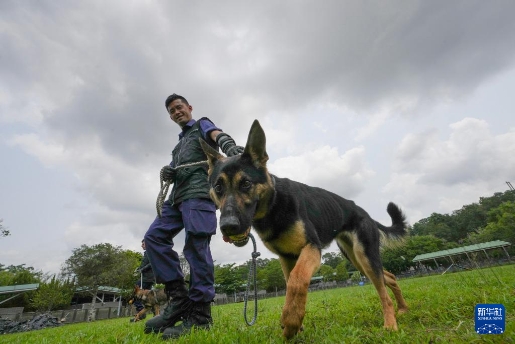 Trainingssituation der Hongkonger Polizeihundestaffel. Xinhua, Foto von Lu Xiaowei.