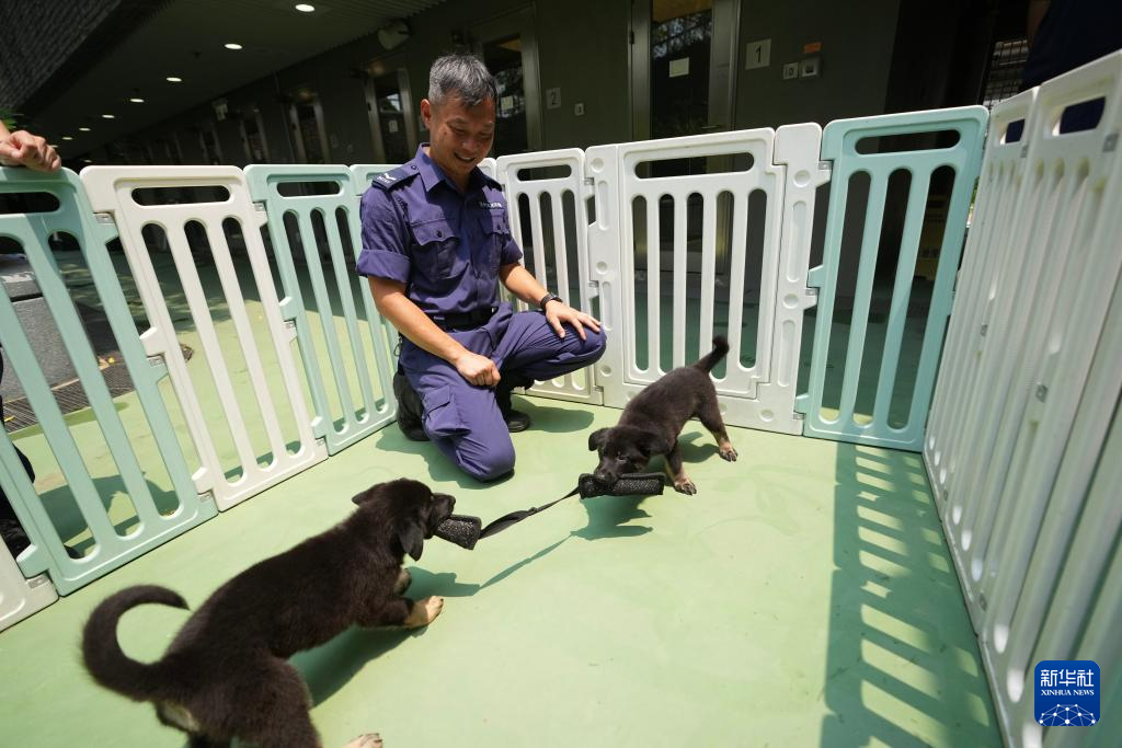 Trainingsinteraktion mit einem Welpen der Hongkonger Polizeihundestaffel. Xinhua, Foto von Lu Xiaowei.