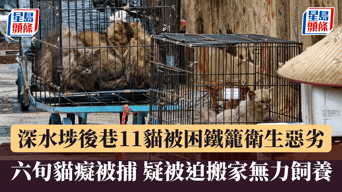 Bild von Katzen in Kaefigen in einer Hintergasse in Sham Shui Po aus dem Sing Tao Headline-Bericht, lokal gespeichert.