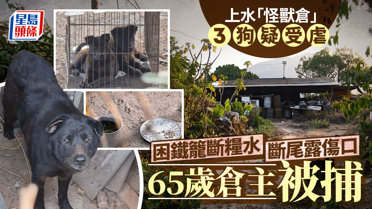 Bild eines Welpen im Kaefig in einem Lager in Sheung Shui aus dem Sing Tao Headline-Bericht, lokal gespeichert.