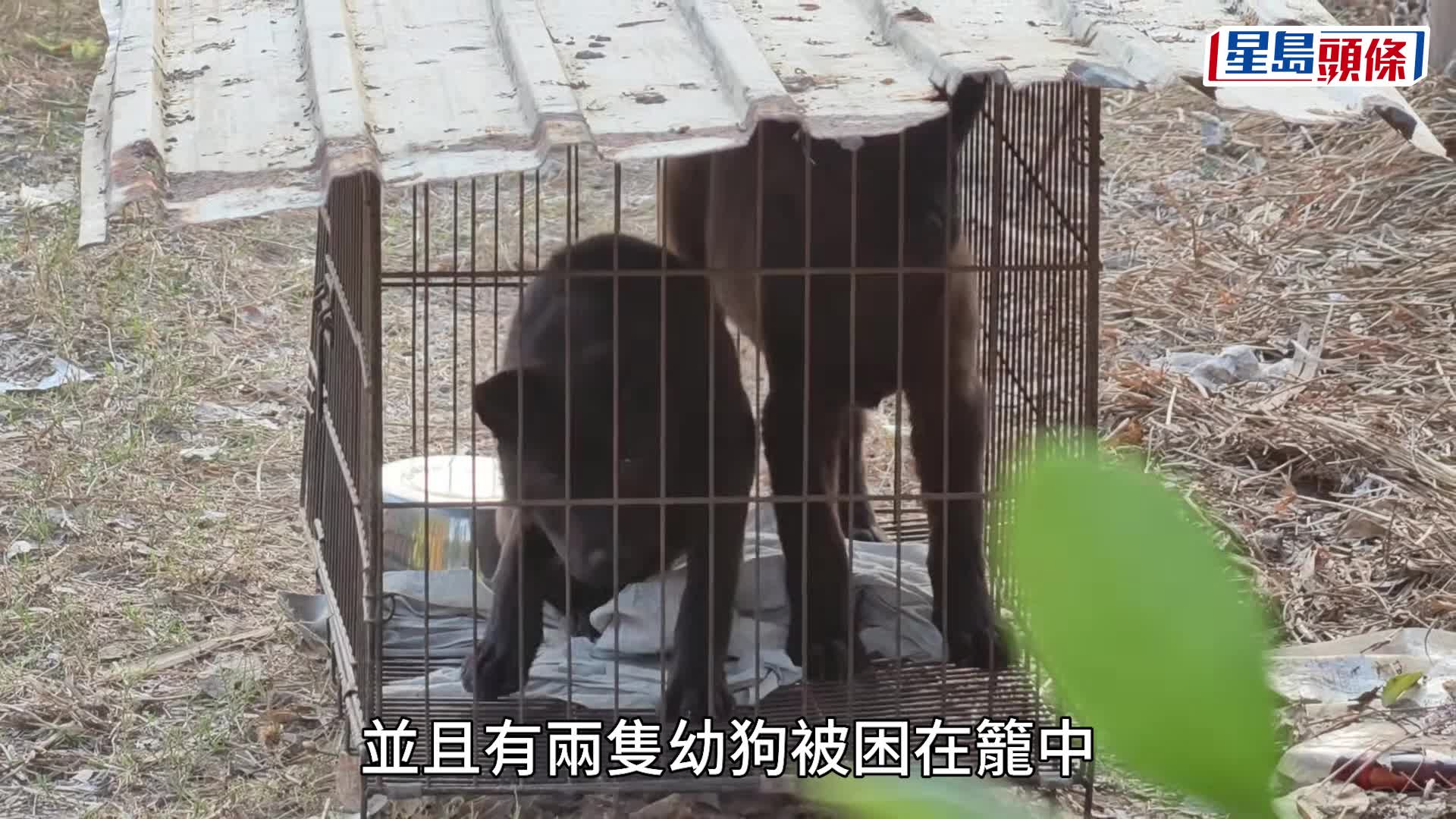 Screenshot aus dem Berichtsvideo mit Bezug zur Rettungsszene, lokal gespeichert.