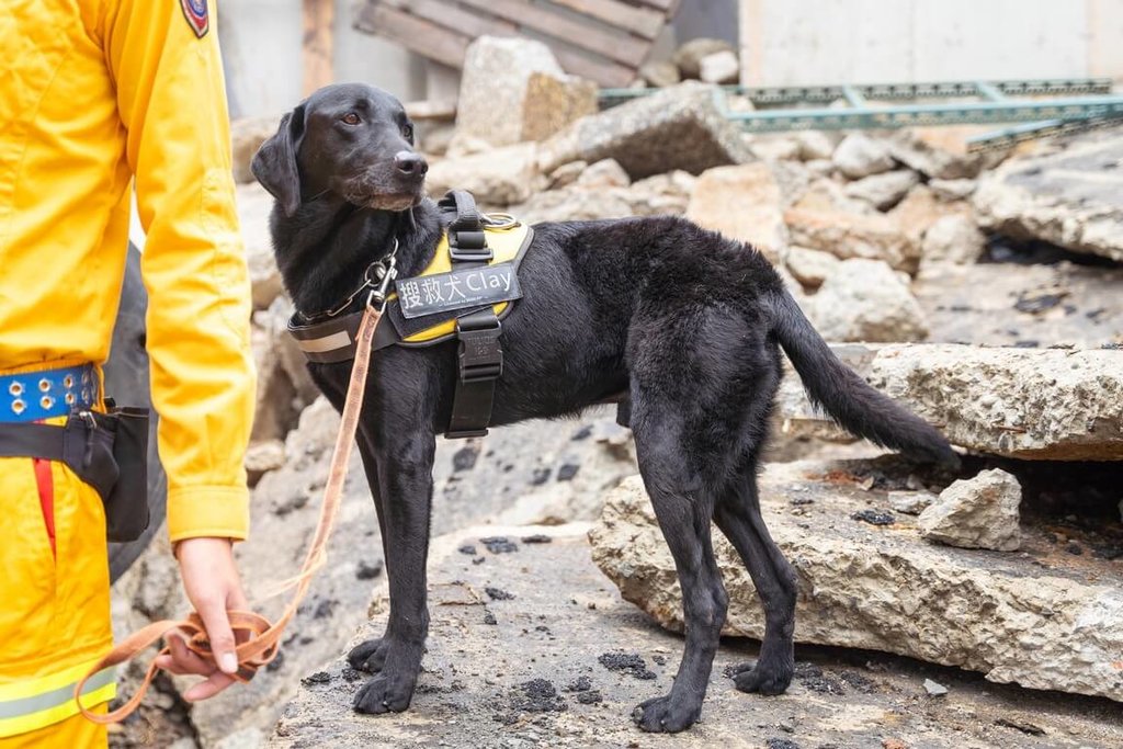 Such- und Rettungshund Clay aus Hsinchu. Bildquelle: Taiwan News / Hsinchu Fire Department.