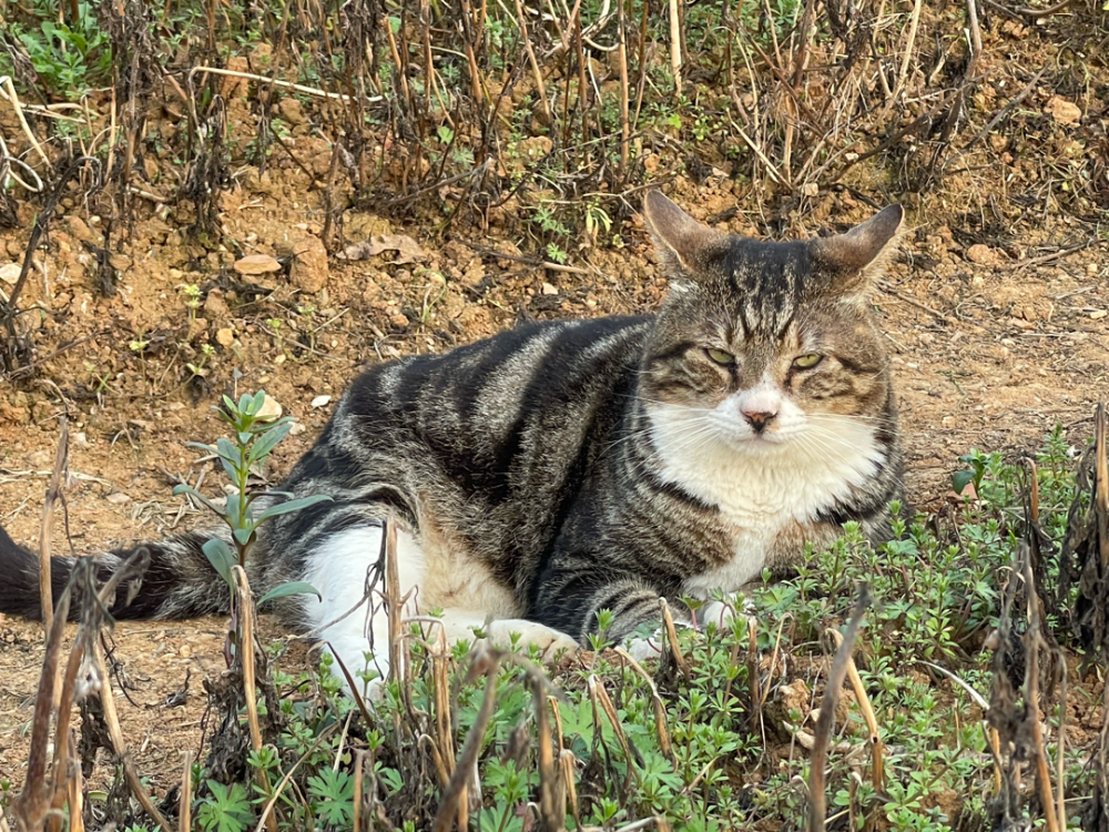 Foto einer Campus-Streunerkatze