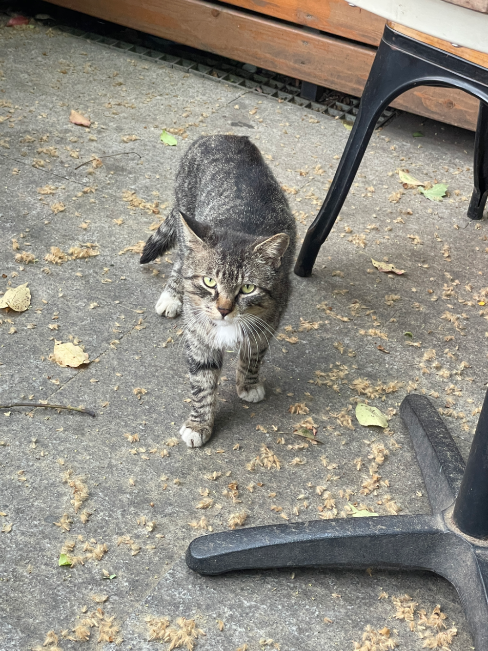 Weiteres Foto einer Campus-Streunerkatze