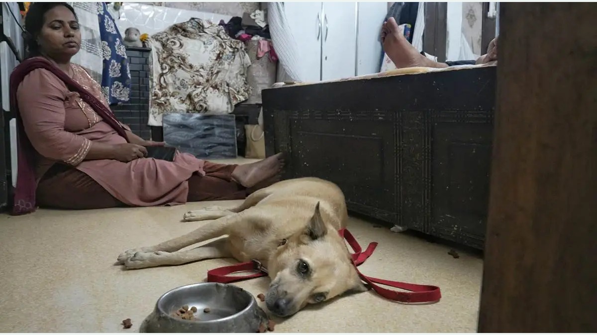 Indien Delhi: Hund Scooby wegen Bellens von Nachbarn mit Eisenstange angegriffen