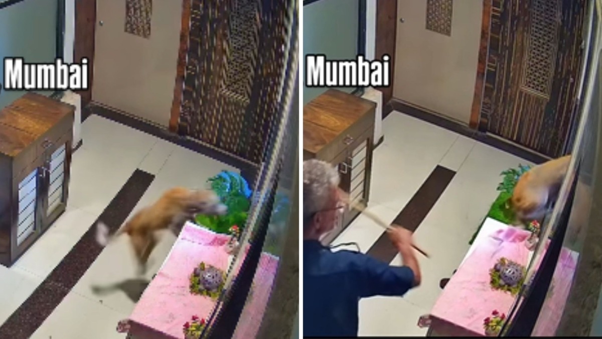 Indien Mumbai Kandivli: Gemeindehund nach Schlaegen durch Sicherheitsmitarbeiter von Hochhaus gestuerzt und gestorben