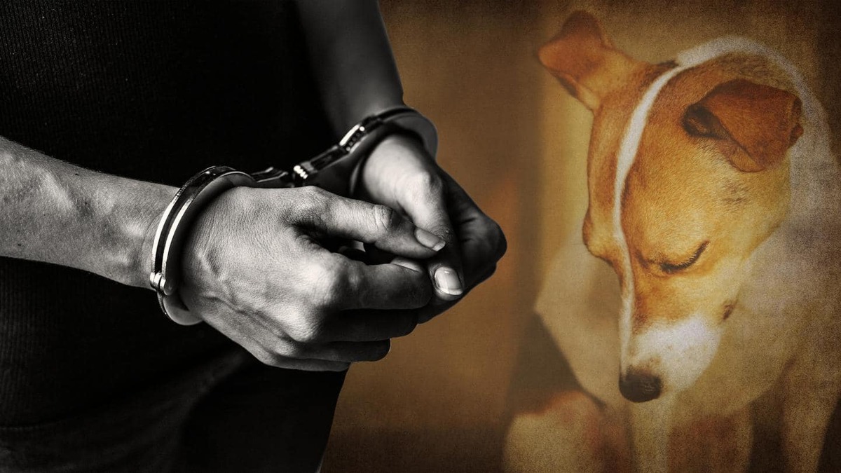 Indien Mumbai Powai: Verdaechtiger nach mutmasslichem sexuellen Angriff auf streunende Huendin festgenommen