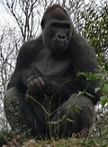 Oeffentliches Bild von Ivan. Bildquelle: Wikimedia Commons, lokal gespeichert.