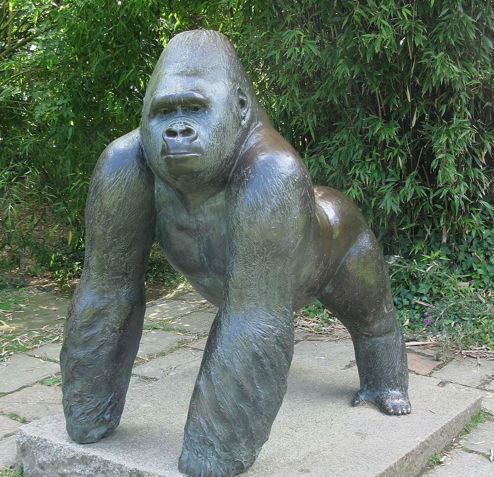 Jambo, der sanfte Riese im Jersey Zoo