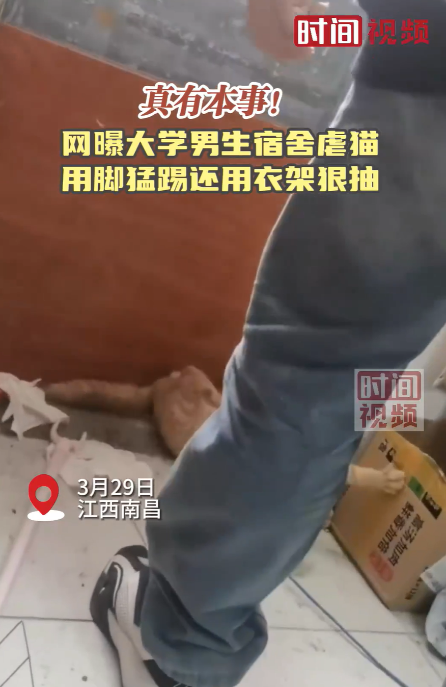Screenshot aus einem oeffentlichen Video zeigt online verbreitete Aufnahmen von Katzenmisshandlung in einem Wohnheim. Quelle: Ifeng Jiangxi unter Berufung auf Guancha.cn.