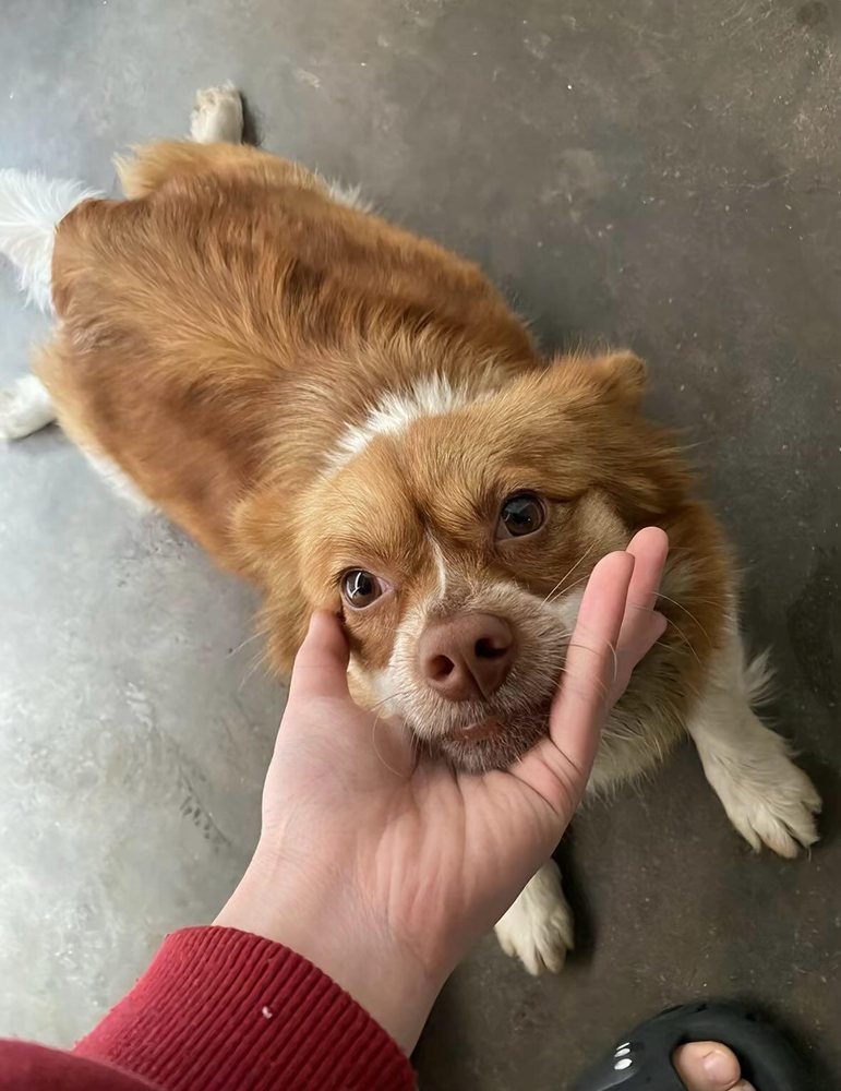 Public image of the dog before the harm incident