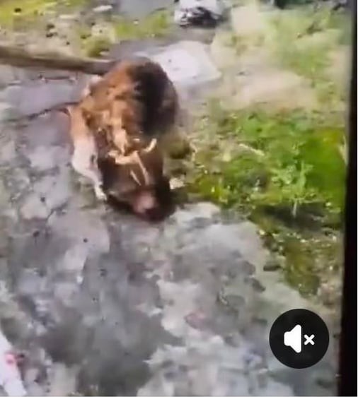 Im Netz verbreiteter Screenshot des mutmaßlichen Tatgeschehens; das Bild betrifft Gewalt gegen Tiere und ist standardmäßig abgedeckt.