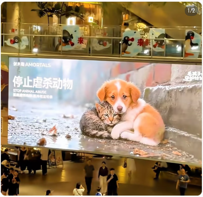 Screenshot aus Xiaohongshu: AMORTALS zeigte in Shenzhen eine öffentliche Anzeige gegen Tierquälerei.