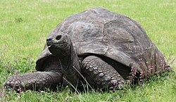 Oeffentliches Bild von Jonathan. Bildquelle: Wikimedia Commons, lokal gespeichert.