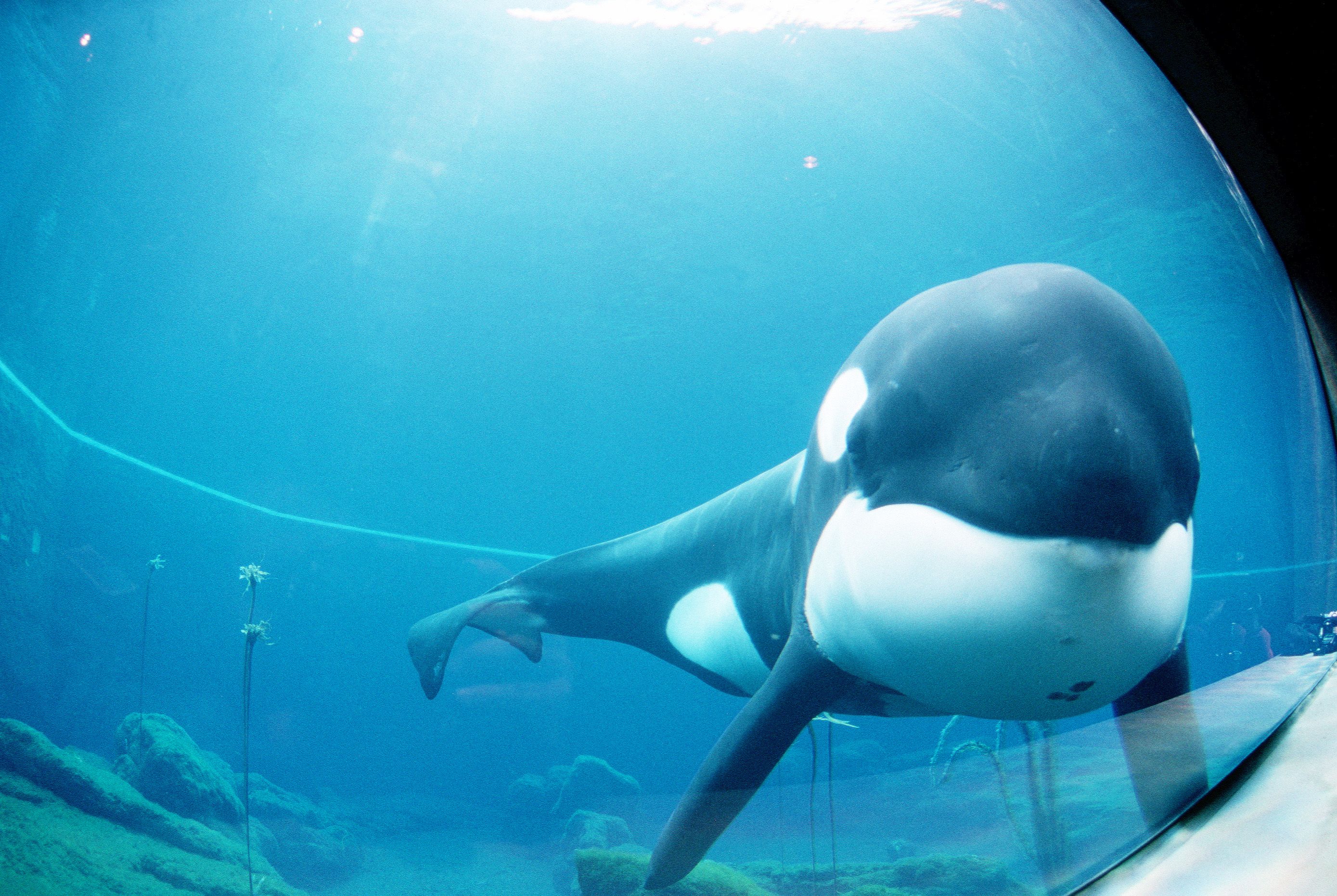 Oeffentliches Bild von Keiko im Oregon Coast Aquarium. Bildquelle: Wikimedia Commons, lokal gespeichert.