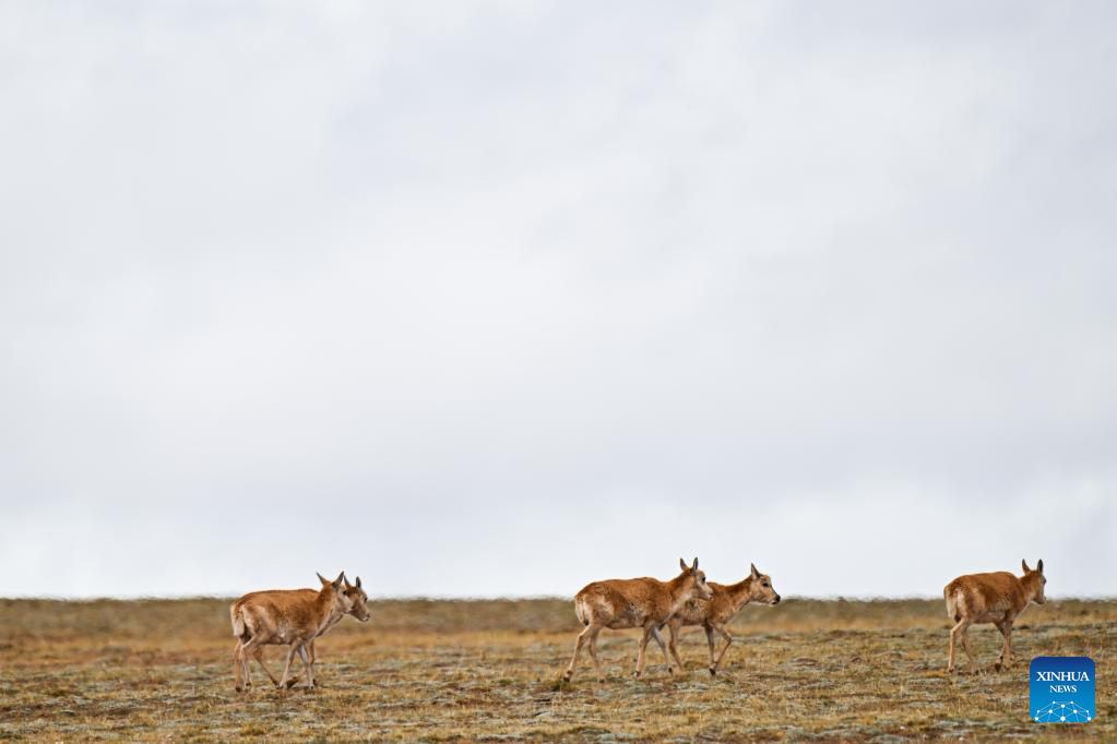 Migration road protection
