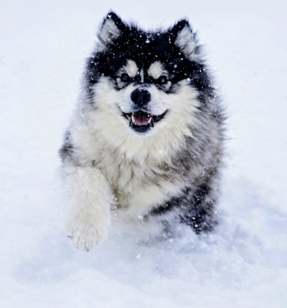 Kronk nach seiner Rettung im Schnee. Bildquelle: Run 2 The Rescue.