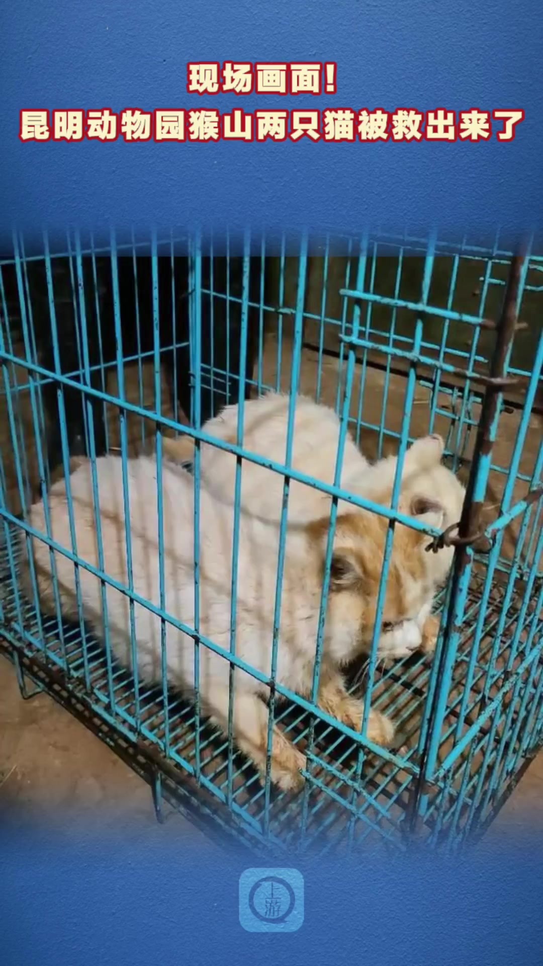 Screenshot einer Ifeng-Videoseite: zwei Katzen nach der Herausnahme aus dem Affenberg in einem Kaefig
