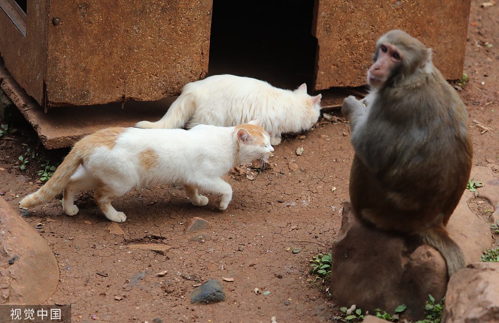 Szene mit Katzen und Makaken im Affenberg des Zoos Kunming