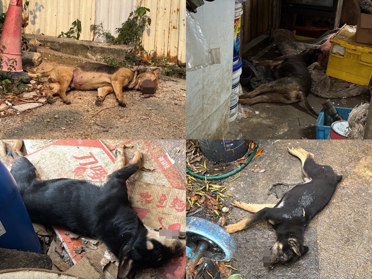 Zusammenstellung vom Fundort der vier toten Hunde