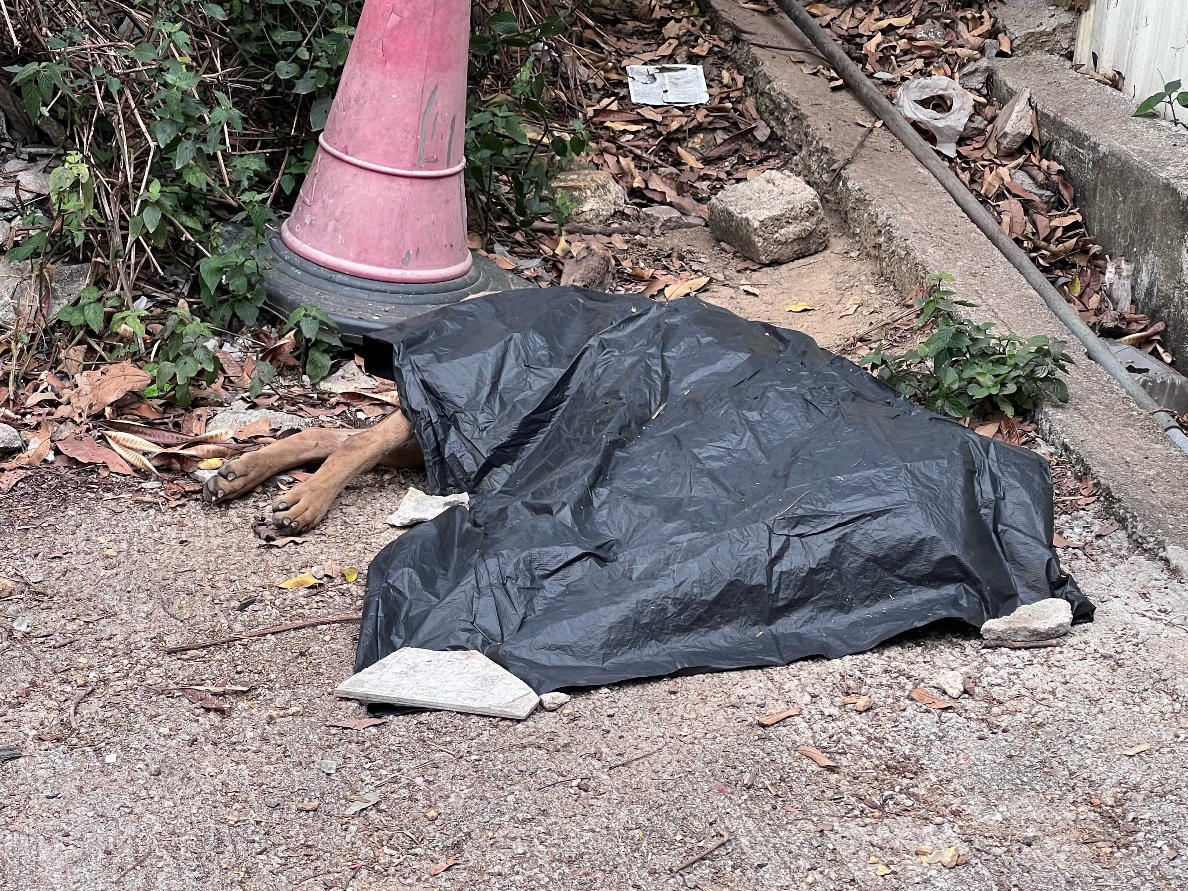 Abgedeckte Koerper von Hunden