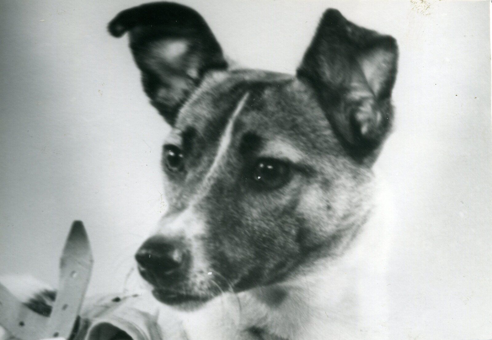 Historisches Foto von Laika. Bildquelle: Wikimedia Commons, lokal gespeichert.