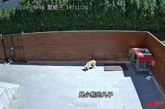 Ueberwachungsbild im Fall der zwei vergifteten Border Collies in Langfang, Hebei
