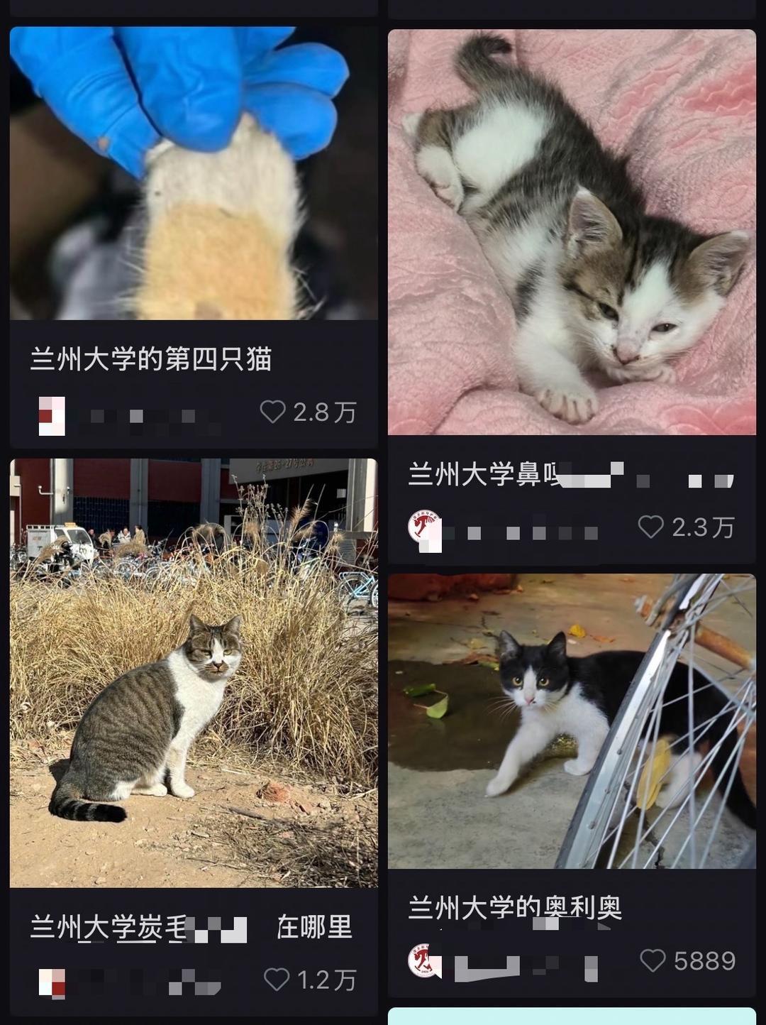 Oeffentliche Berichte zum Fall mutmasslich misshandelter Streunerkatzen an der Lanzhou University mit Katzenbild und Social-Media-Screenshot