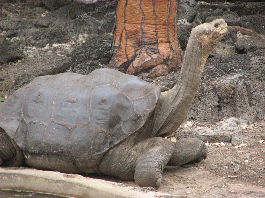 Oeffentliches Bild von Lonesome George. Bildquelle: Wikimedia Commons, lokal gespeichert.