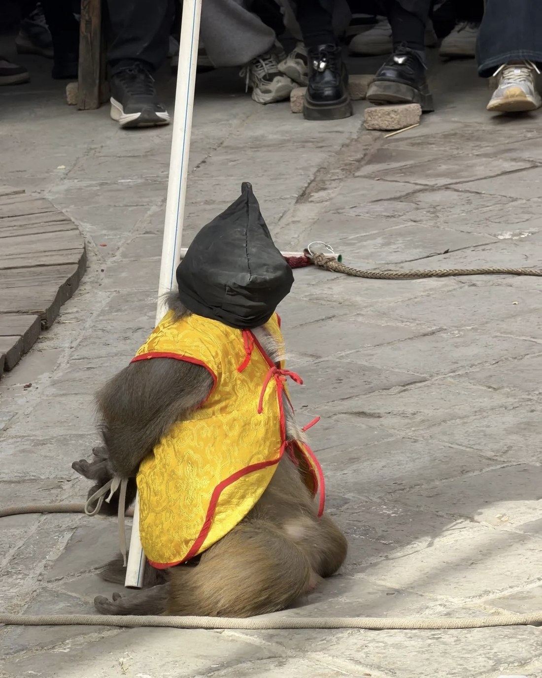 Affe bei einer Affenshow in Longquan Ancient Town, Shijiazhuang, Hebei, mit bedecktem Kopf, gefesselt und kniend